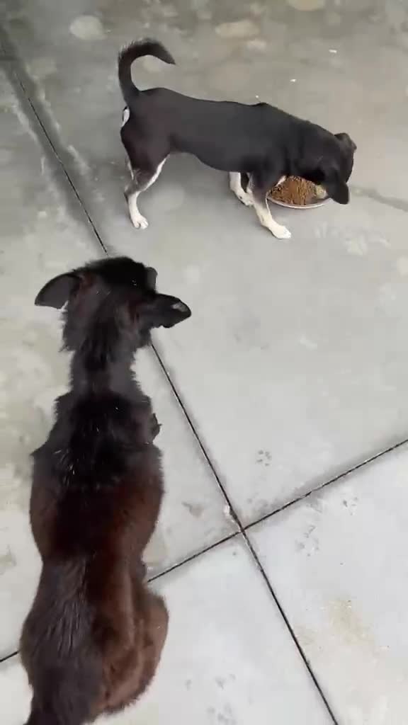 Mixed Breed dogs for adoption: Arwen, 7 months approx. Available for adoption. - Video 1