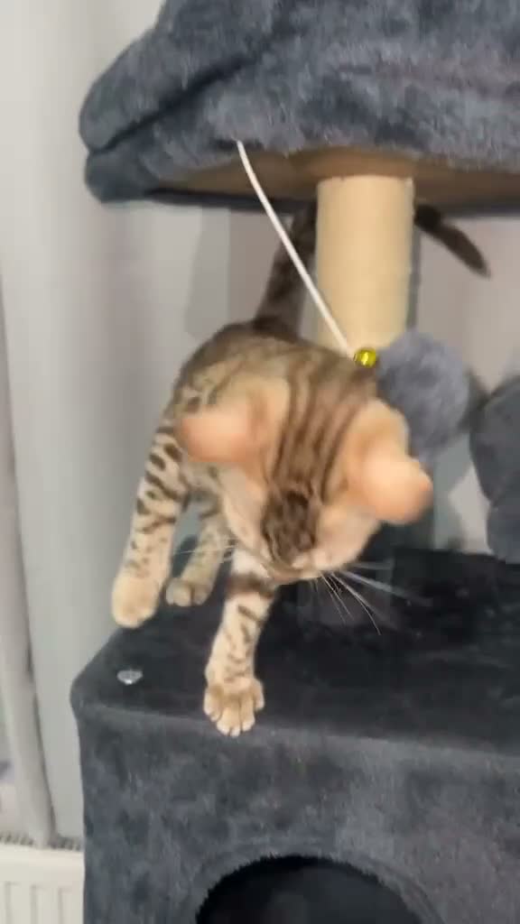 Bengal cats for sale: Stunning Mink Bengal Kitten - Video 3