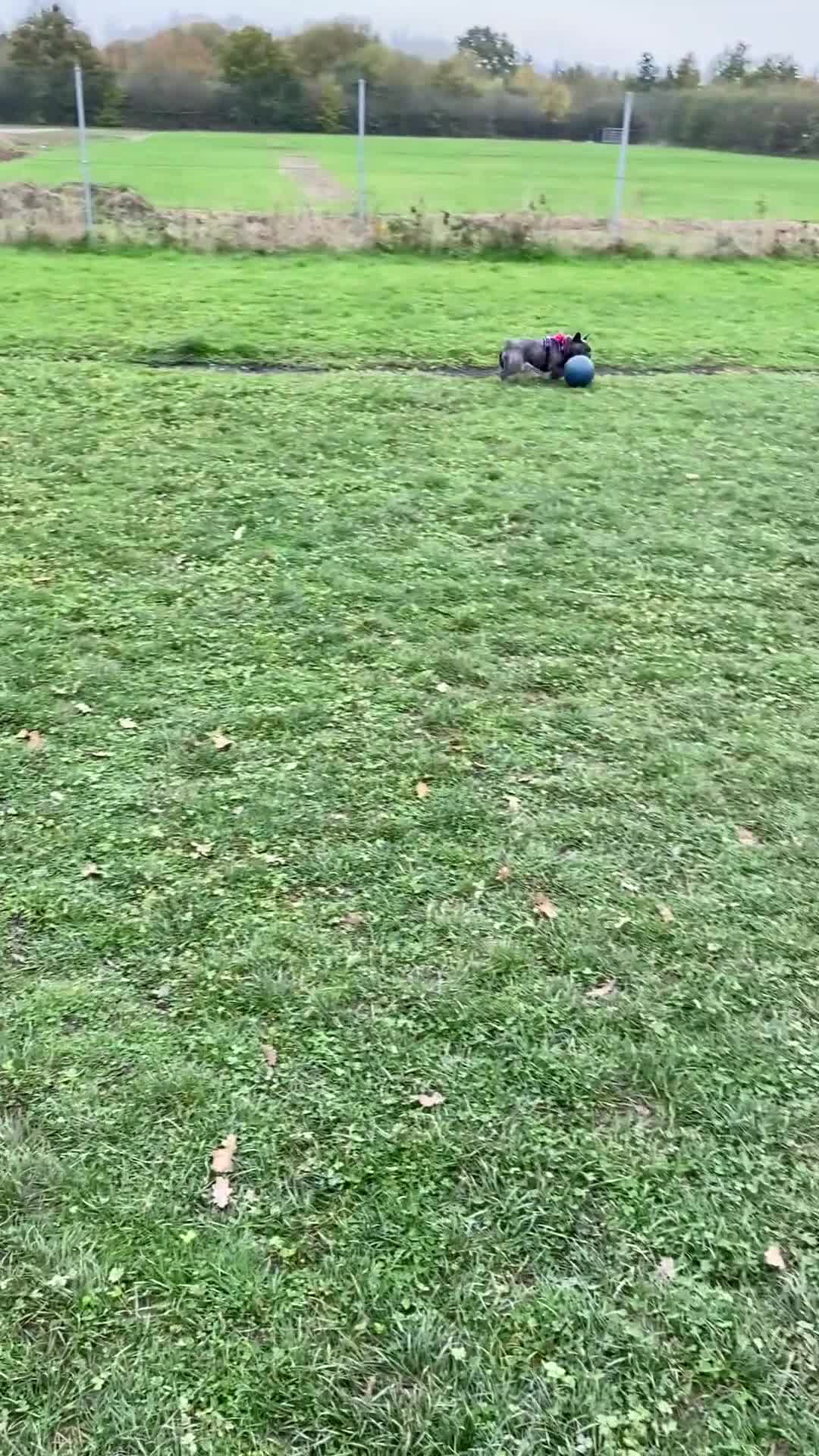 French Bulldog dogs for sale: Coco is very nearly six - Video 1