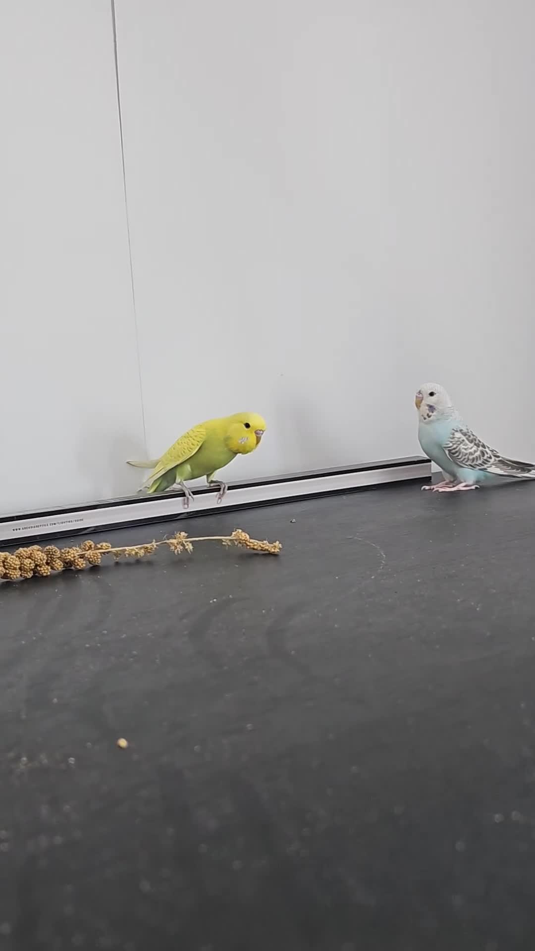 Budgerigars birds for sale: Pair of Male Budgies in Milford Haven - Video 2