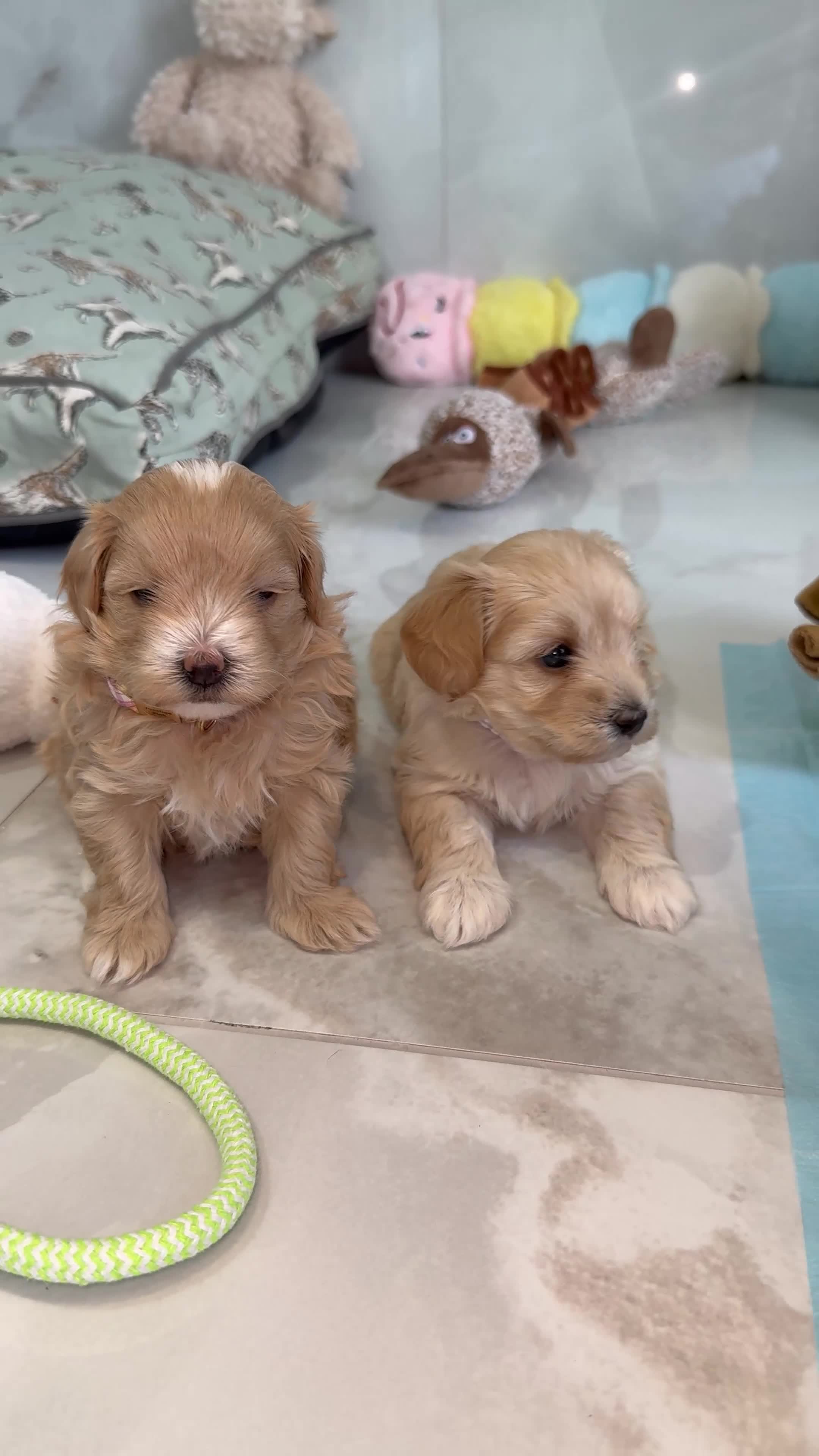 Maltipoo dogs for sale: Tiny prestige champion Asian Russian Maltipoos💜 - Video 3