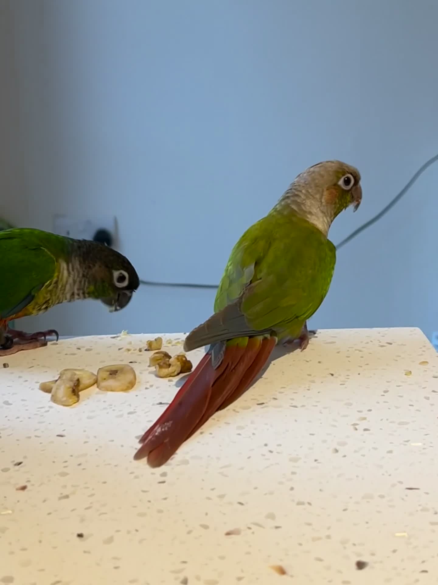Conures birds for sale: Sad Sale, pineapple and green conure pair in Rugby - Video 2