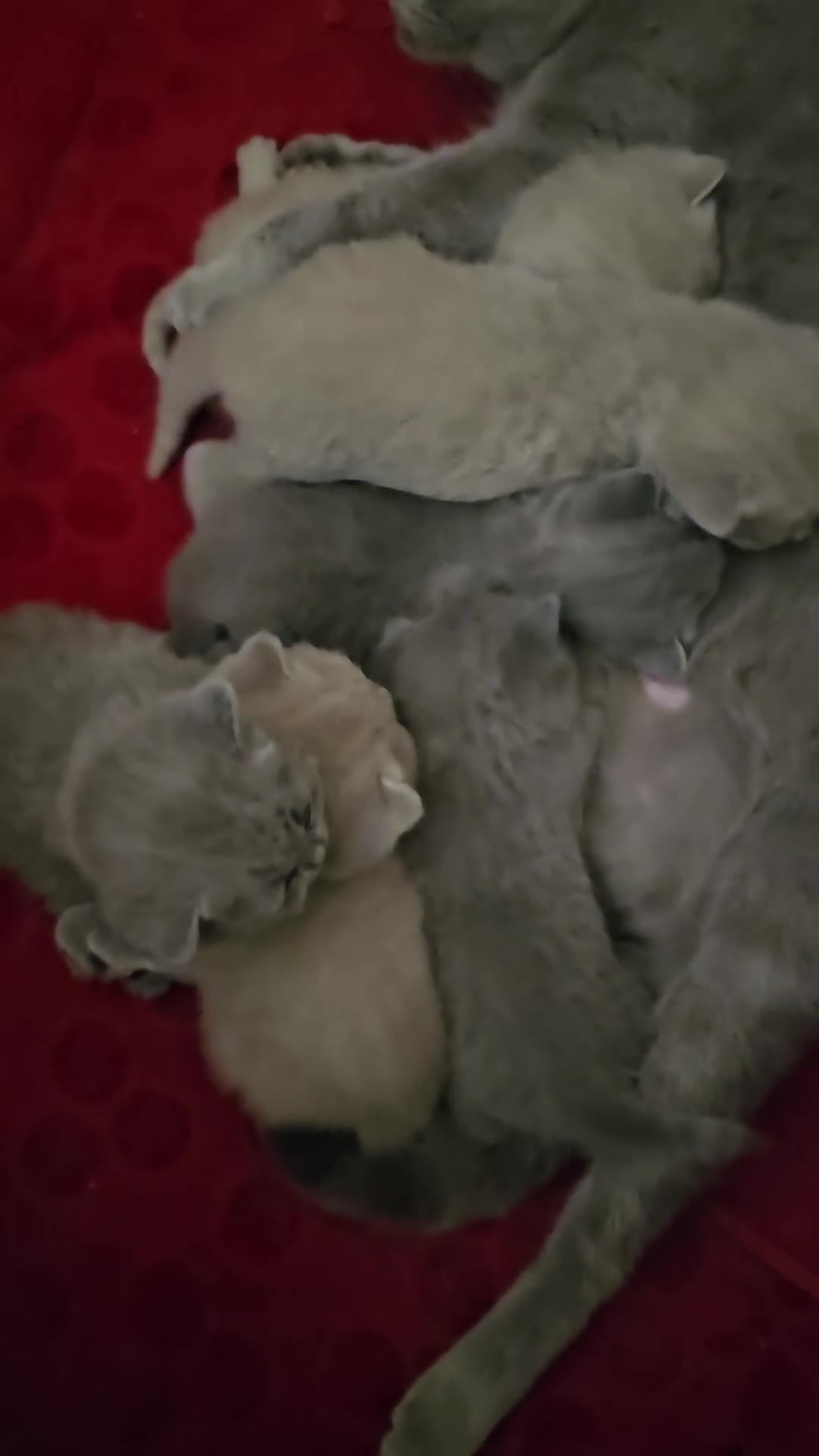 British Shorthair cats for sale: GCCF BSH Lovely Kittens - Video 3