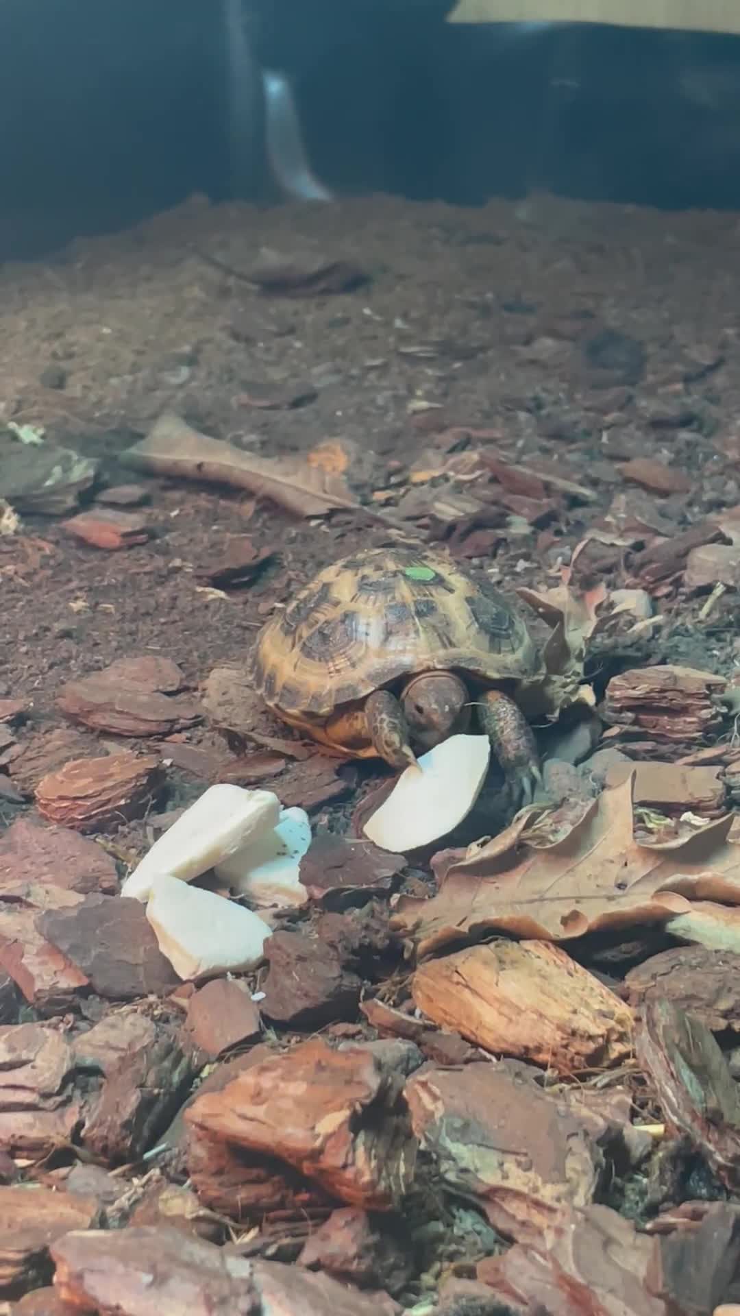 Tortoise reptiles for sale: Baby Horsfield Tortoise CB - Video 1
