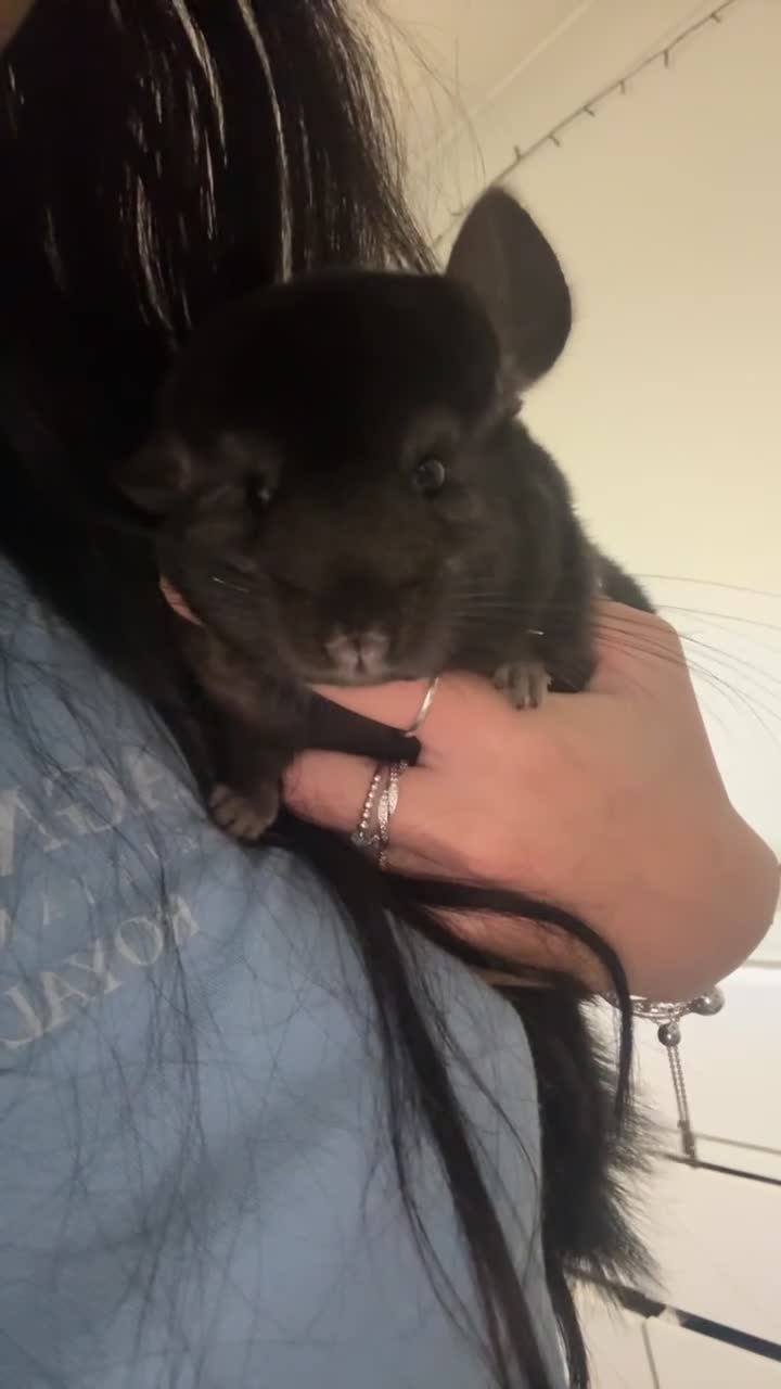 Chinchilla rodents for sale: girl chinchillas for sale with cage - Video 2