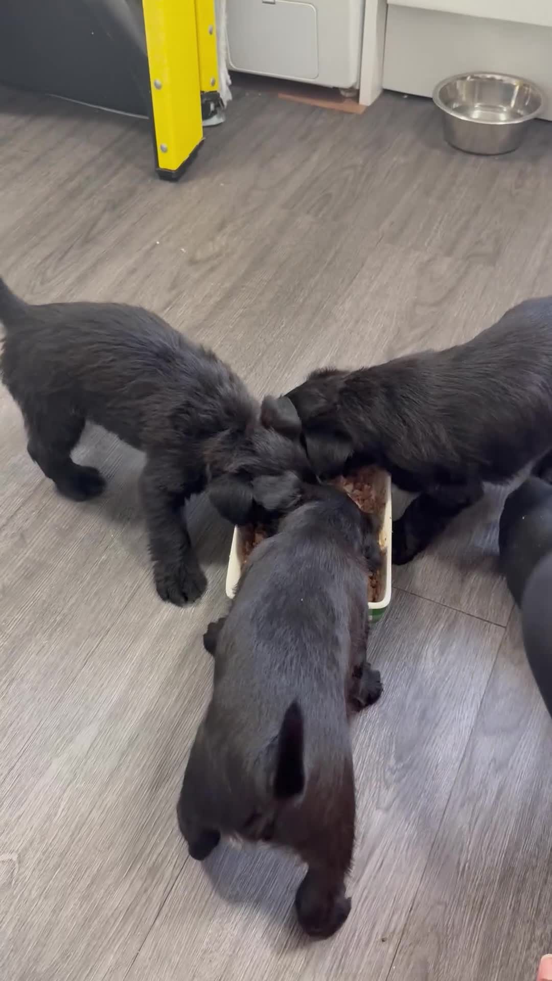 Patterdale Terrier dogs for sale: Female Patterdale Puppies - Video 1