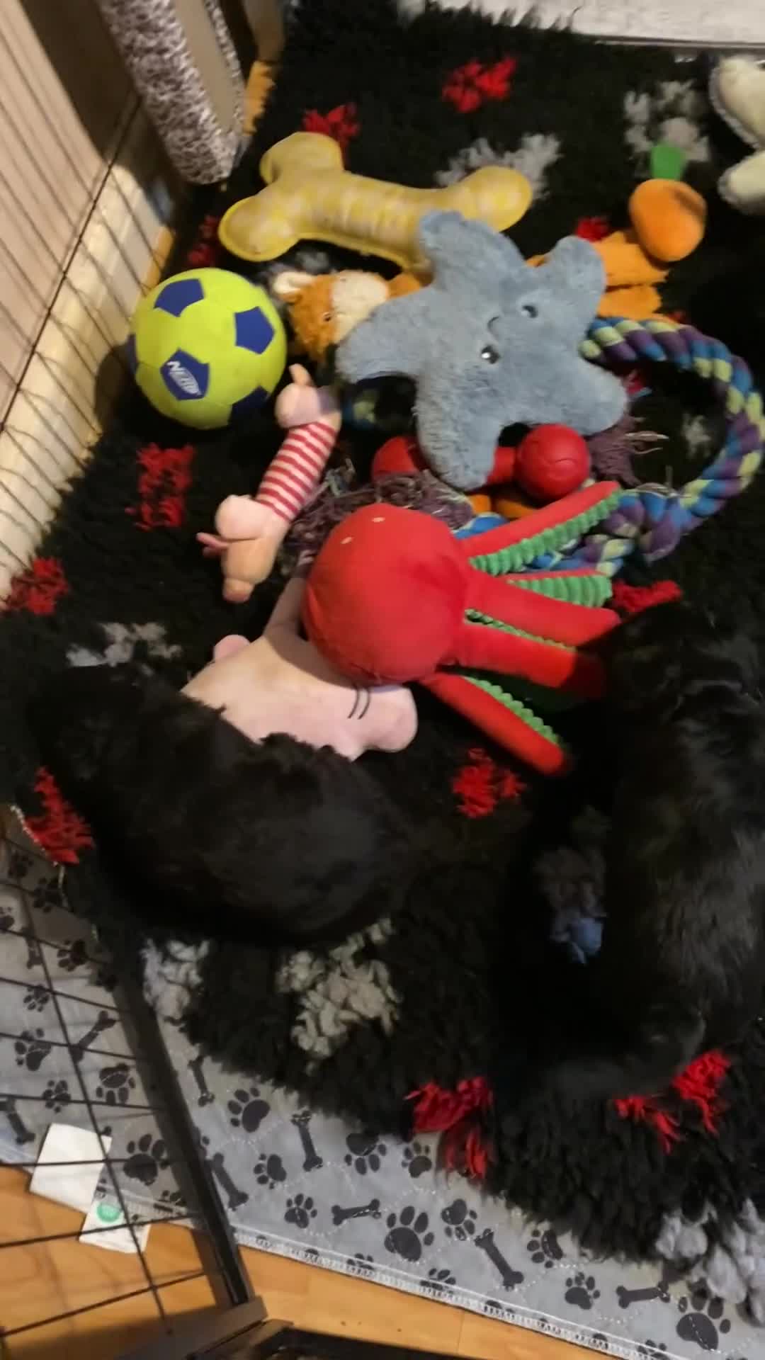 Portuguese Water Dog dogs for sale: Portuguese Water Dog Puppies For Sale - Video 1