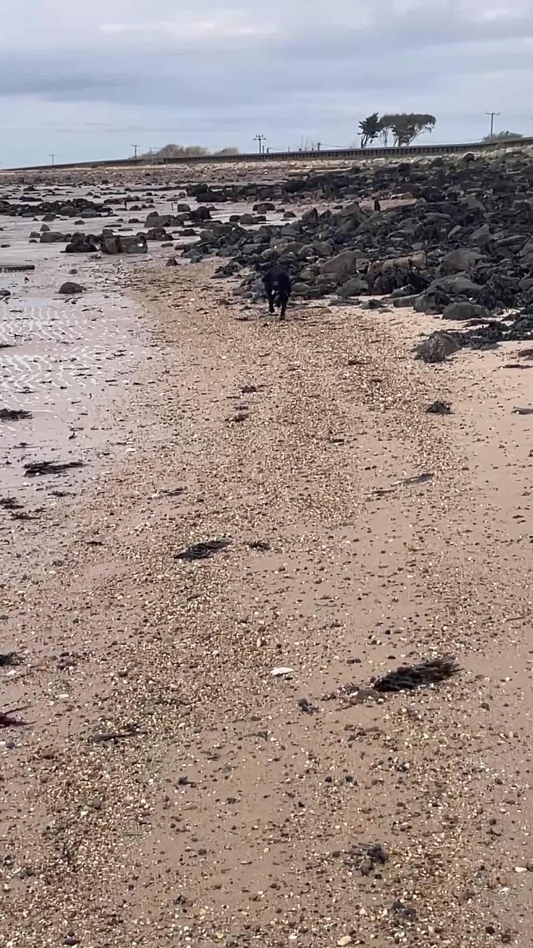 Mixed Breed dogs for sale: Re-homing my beautiful boy Cosmo - Video 1
