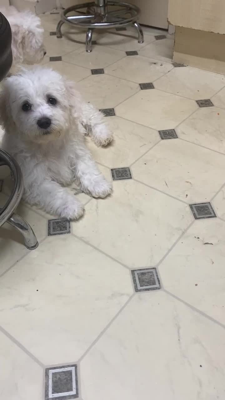 Maltese dogs for sale: Stunning Purebred Maltese Boys Puppies  - Video 1
