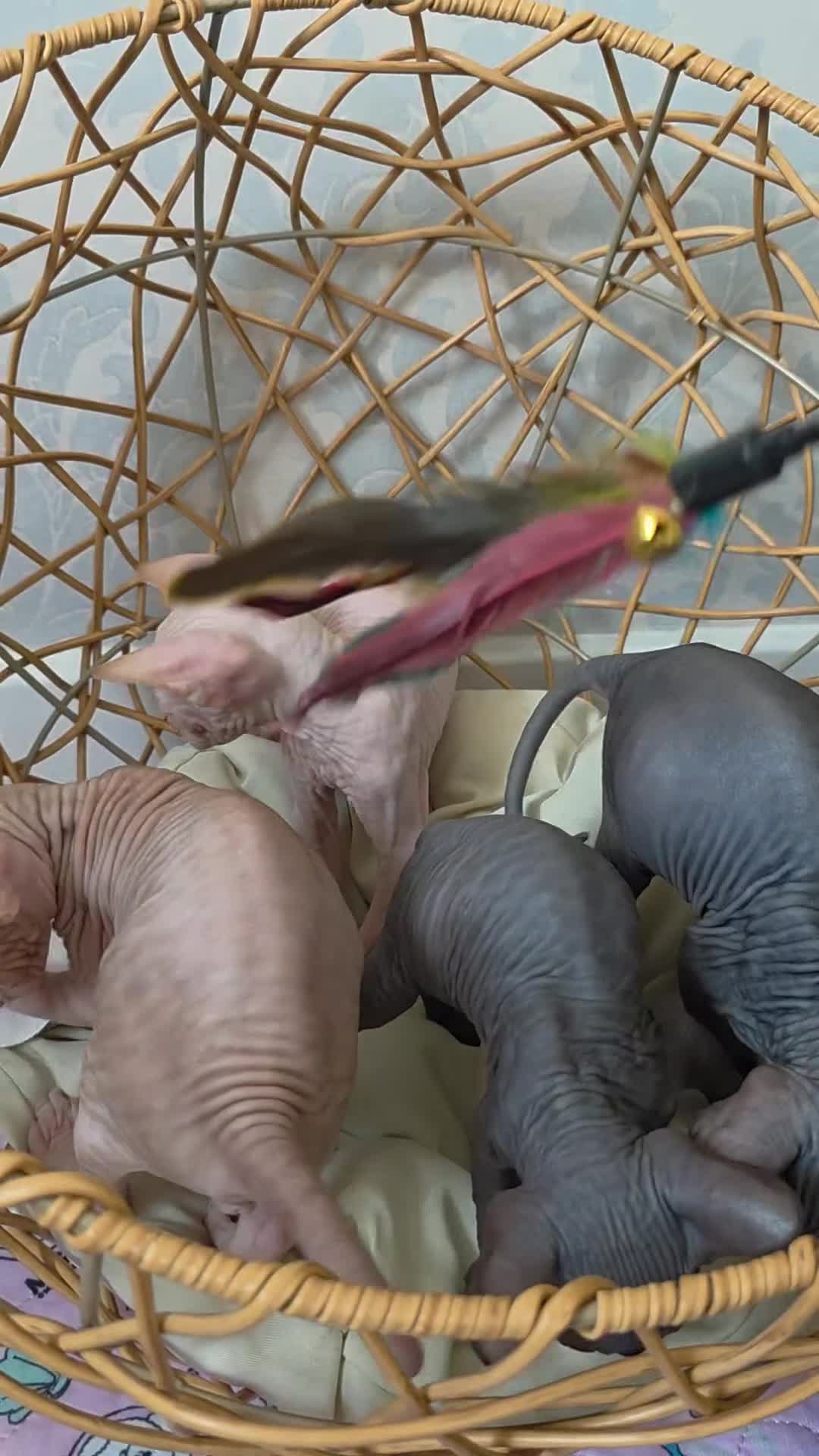 Sphynx cats for sale: 😻 Beautiful Sphynx Boy Looking For Forever Home  - Video 2