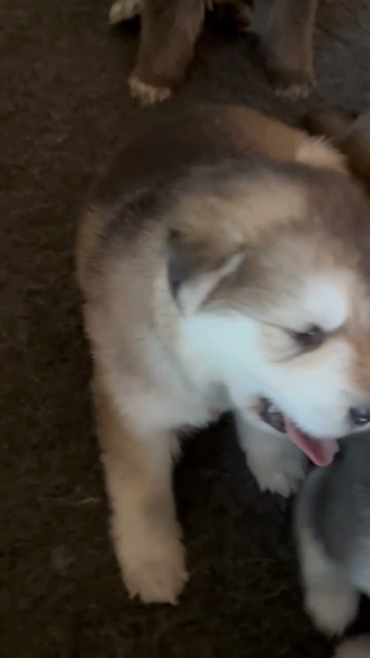 Mixed Breed dogs for stud: German Shepherd/Alaskan Malamute Isabella Coat - Video 3