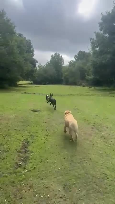 Olde English Bulldogge dogs for sale: Sophie old English bulldog - Video 1