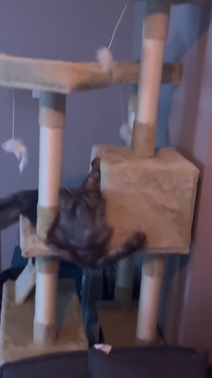 Maine Coon cats for sale: Maine coon kittens  - Video 2