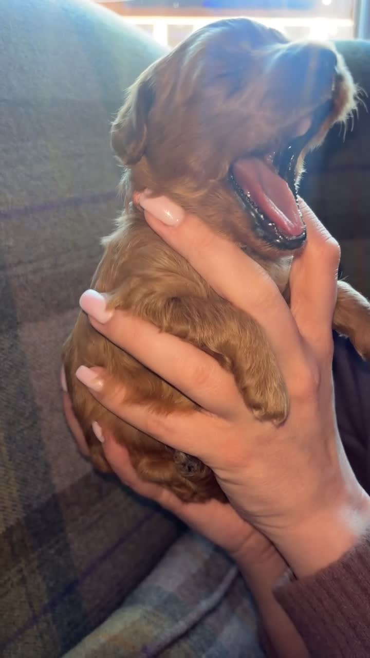 Cockapoo dogs for sale: Beautiful F1B cockapoo puppy’s in Bristol - Video 3