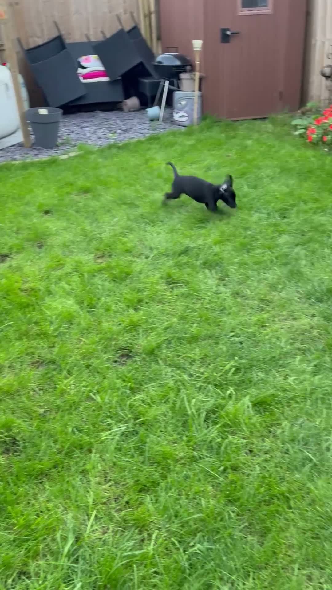 Mixed Breed dogs for sale: 9 week old cocker cross staffy  - Video 1