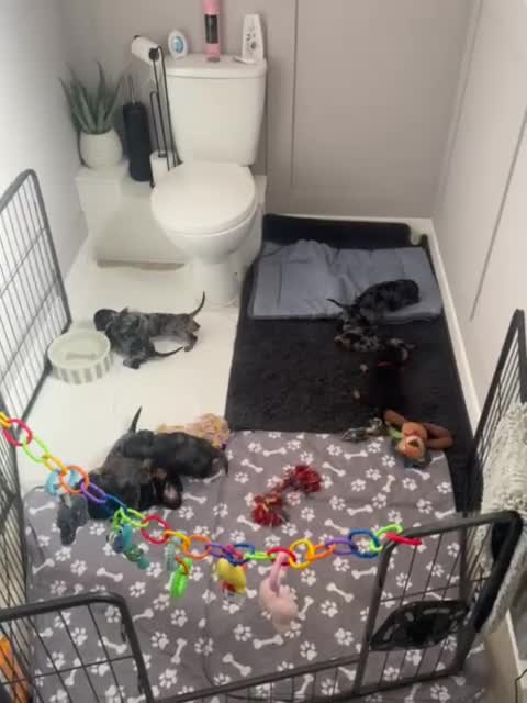 Miniature Dachshund dogs for sale: Beautiful Daches  - Video 1