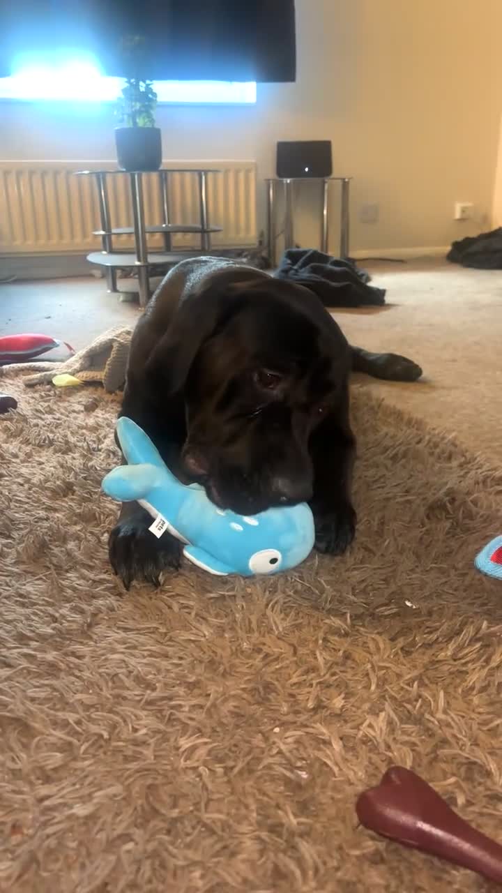 Mixed Breed dogs for sale: German shepherd x cane corso  - Video 1