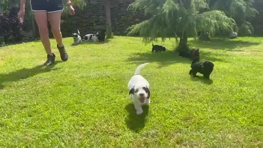 Cockapoo dogs for sale: Cockerpoo puppies  - Video 1