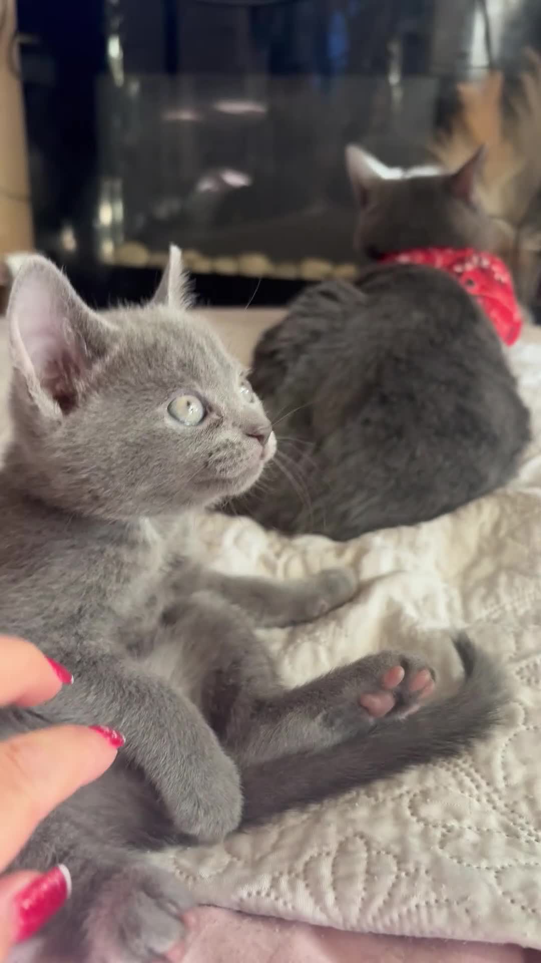 Russian Blue cats for sale: Blue Russian kittens - Video 3
