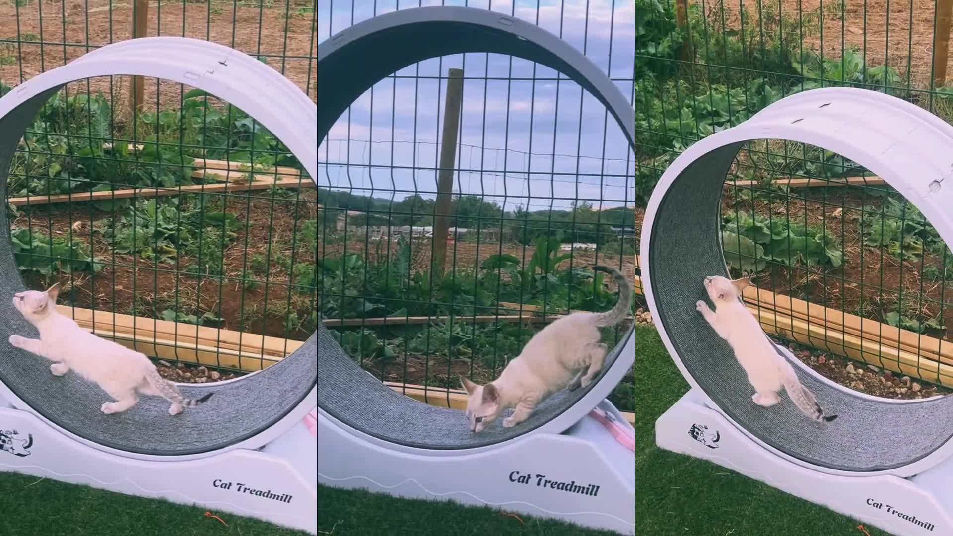 Savannah cats for sale: F5 SBT SNOW & BST SAVANNAHS KITTENS - Video 1