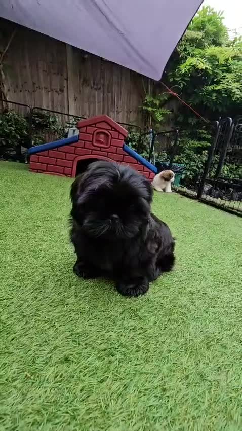 Shih Tzu dogs for sale: RARE BLACK STANDARD SHIH TZU WITH BLUE  SKIN - Video 4