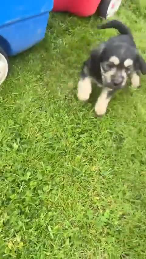 Mixed Breed dogs for sale: Labradoodle only 1 beautiful pups left  - Video 1