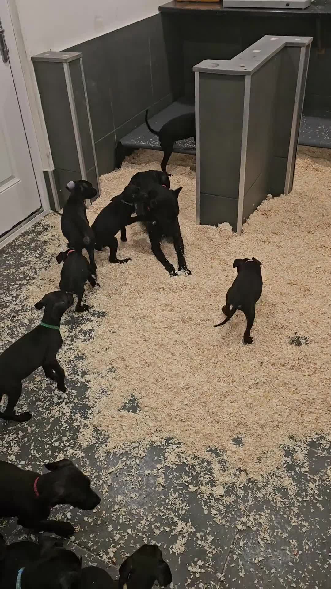 Mixed Breed dogs for sale: Canis Panther Pups - Video 1