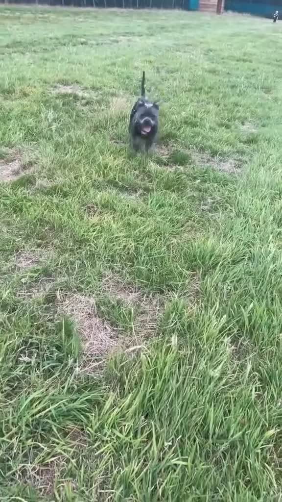 Staffordshire Bull Terrier dogs for stud: Beautiful Bear For Stud🙌 in Faversham - Video 1