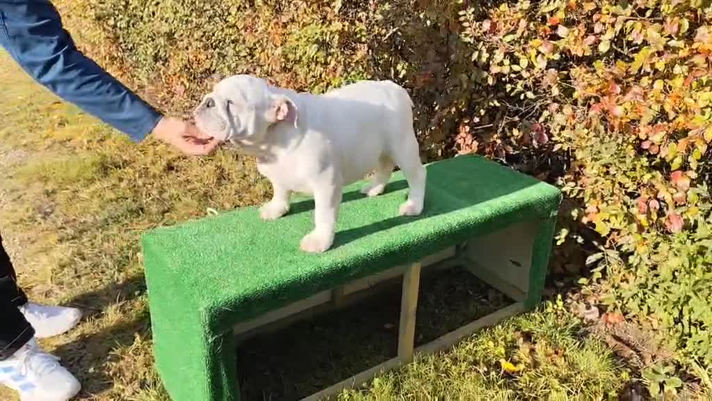 English Bulldog dogs for sale: Show quality english bulldog puppies  - Video 5