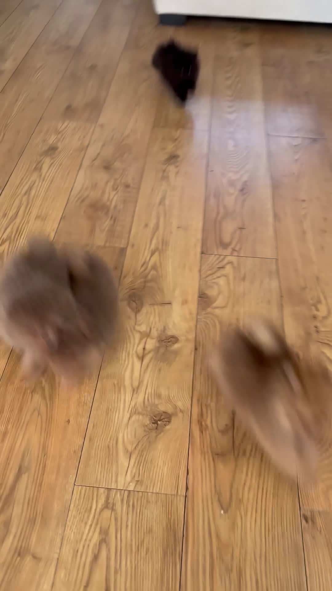 Pomeranian dogs for sale: Champion bloodlines Pomeranian  - Video 1