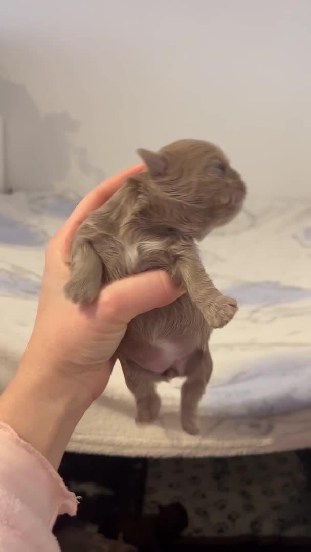 Shih Tzu dogs for stud: STUNNING CHOCOLATE IMPERIAL SHIHTZU OPEN AT STUD in Grays - Video 2
