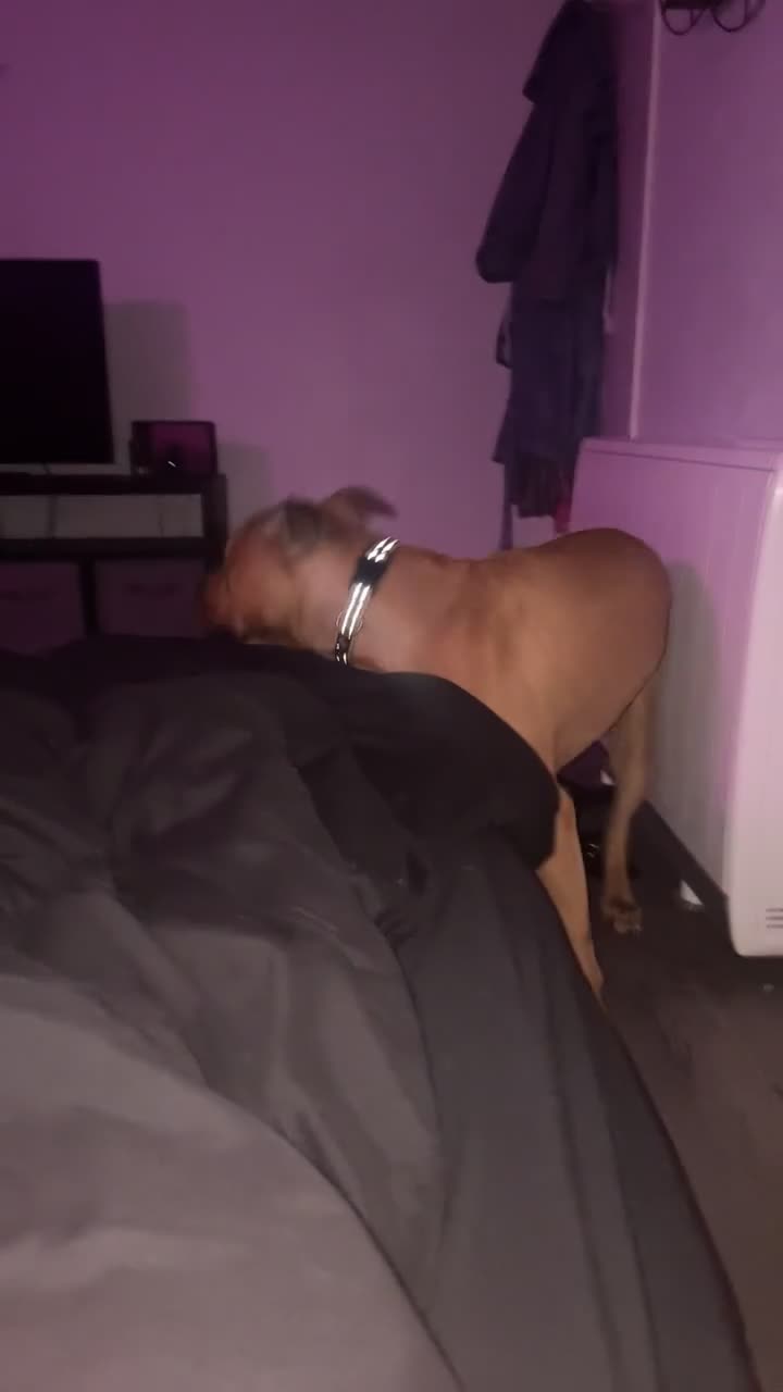 Staffordshire Bull Terrier dogs for sale: Staffie cross  - Video 2