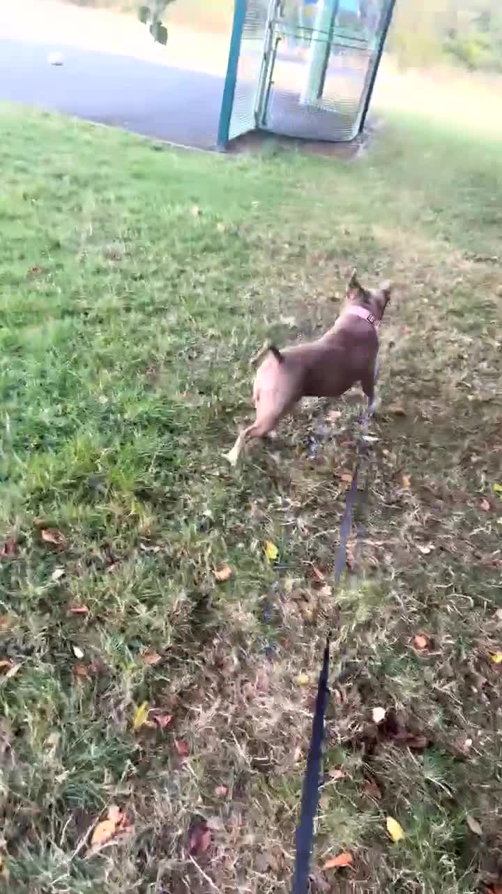 Mixed Breed dogs for sale: pocket bully  in Huddersfield - Video 2