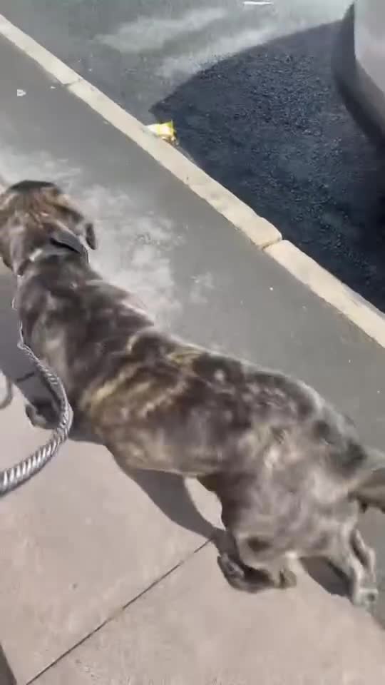Cane Corso dogs for sale: Cane Corso Rex - Video 1