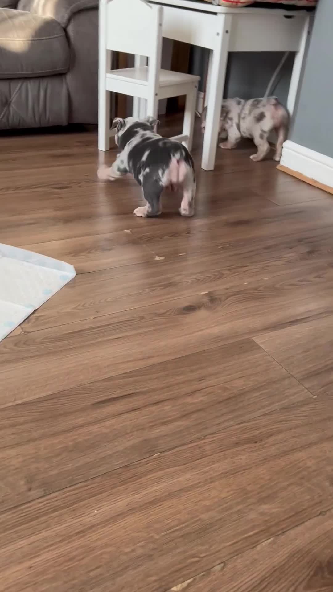English Bulldog dogs for sale: LAST BOY ENGLISH BULLDOG PUP in South Ockendon - Video 3