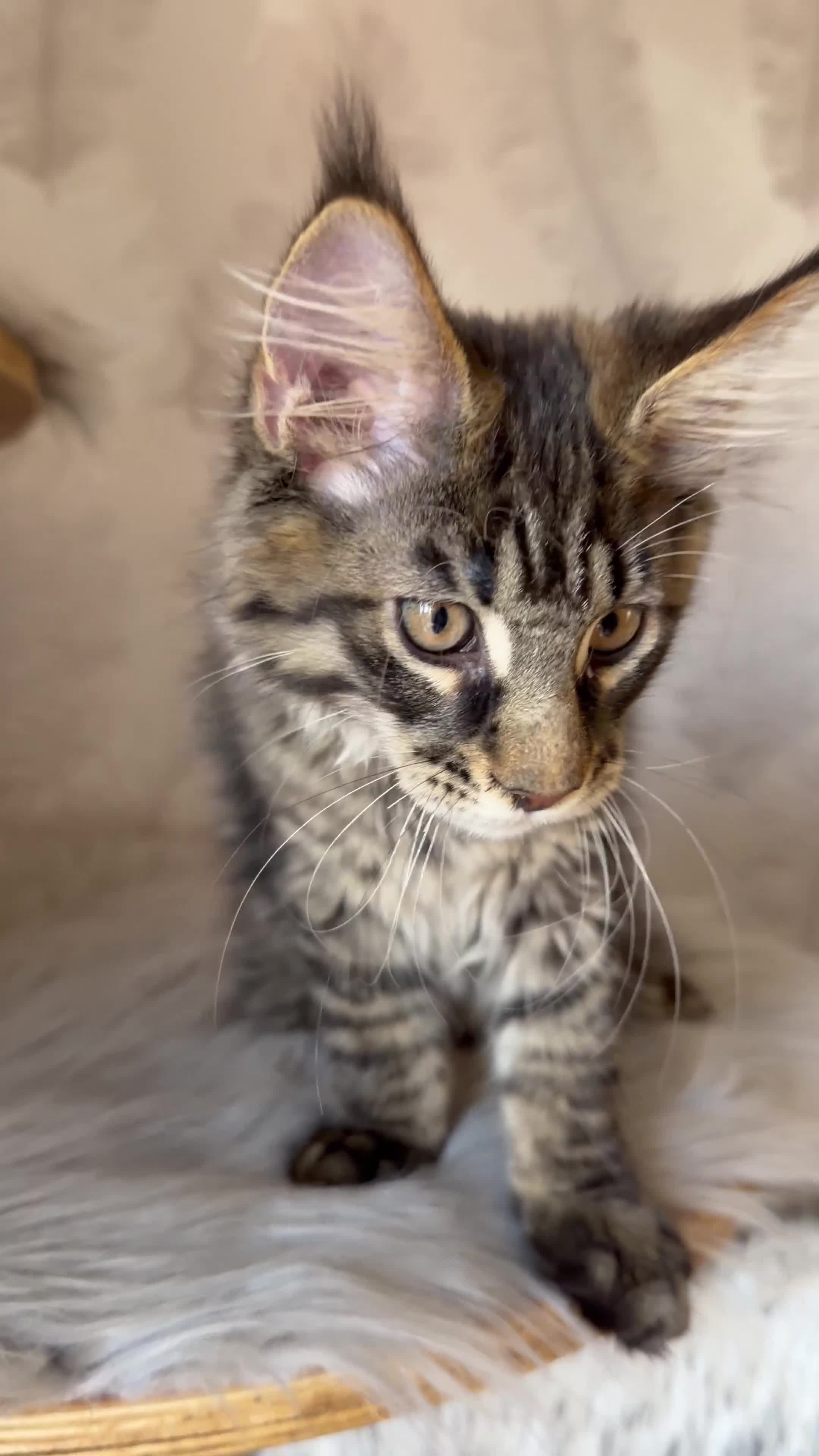 Maine Coon cats for sale: TICA registered Maine Coon kittens - Video 3