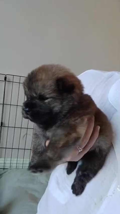 Chow Chow dogs for sale: 🐻❤️ GORGEOUS KC REGISTERED CHOW CHOW PUPPIES 🐾 - Video 2