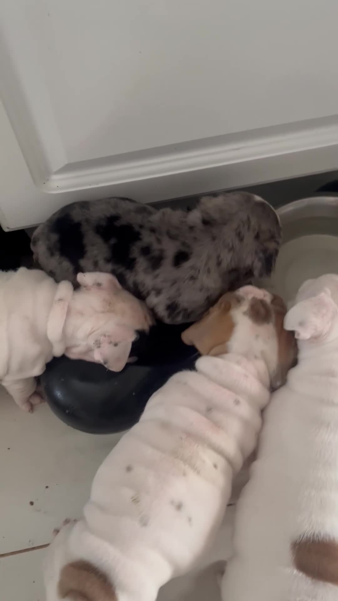 English Bulldog dogs for sale: English bull dogs  - Video 1