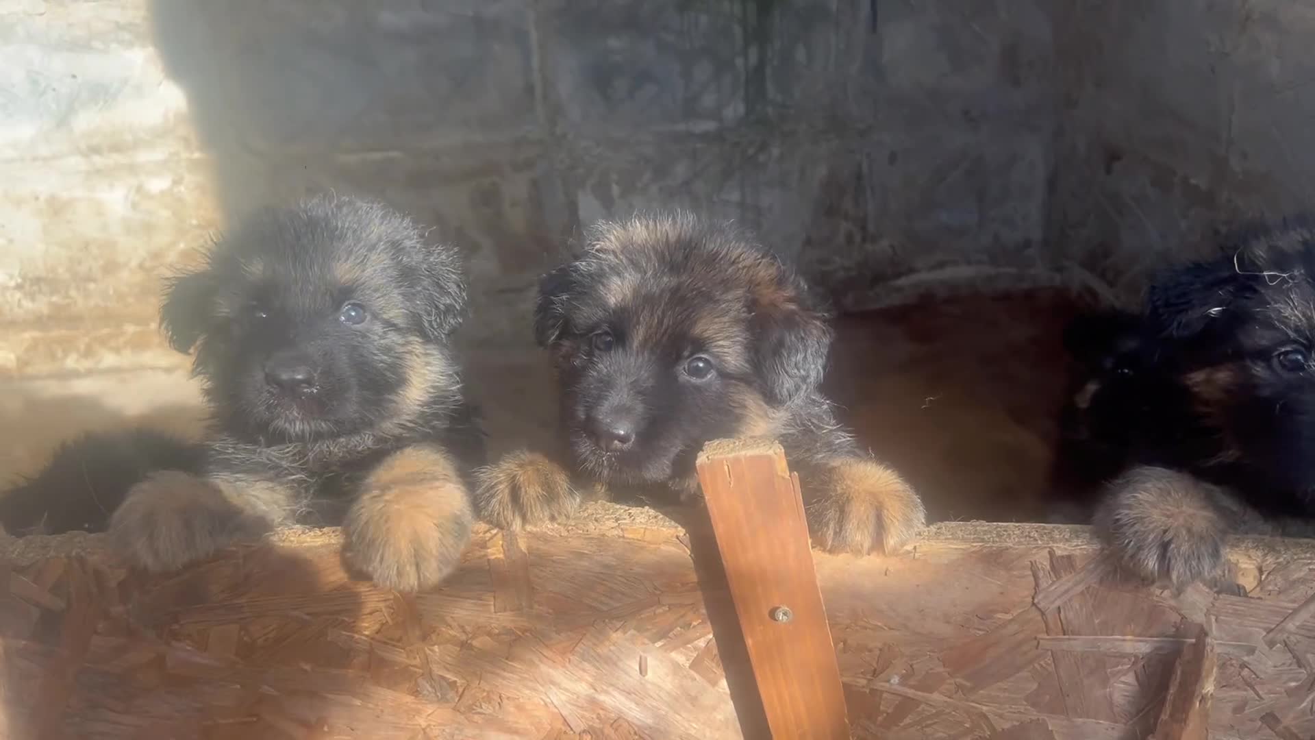 German Shepherd dogs for sale: 5 puppies Geman shepherd long hair - Video 3