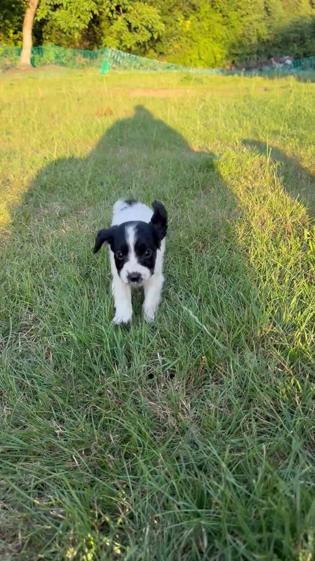 Cocker Spaniel dogs for sale: Working cocker spaniel puppies - Video 4