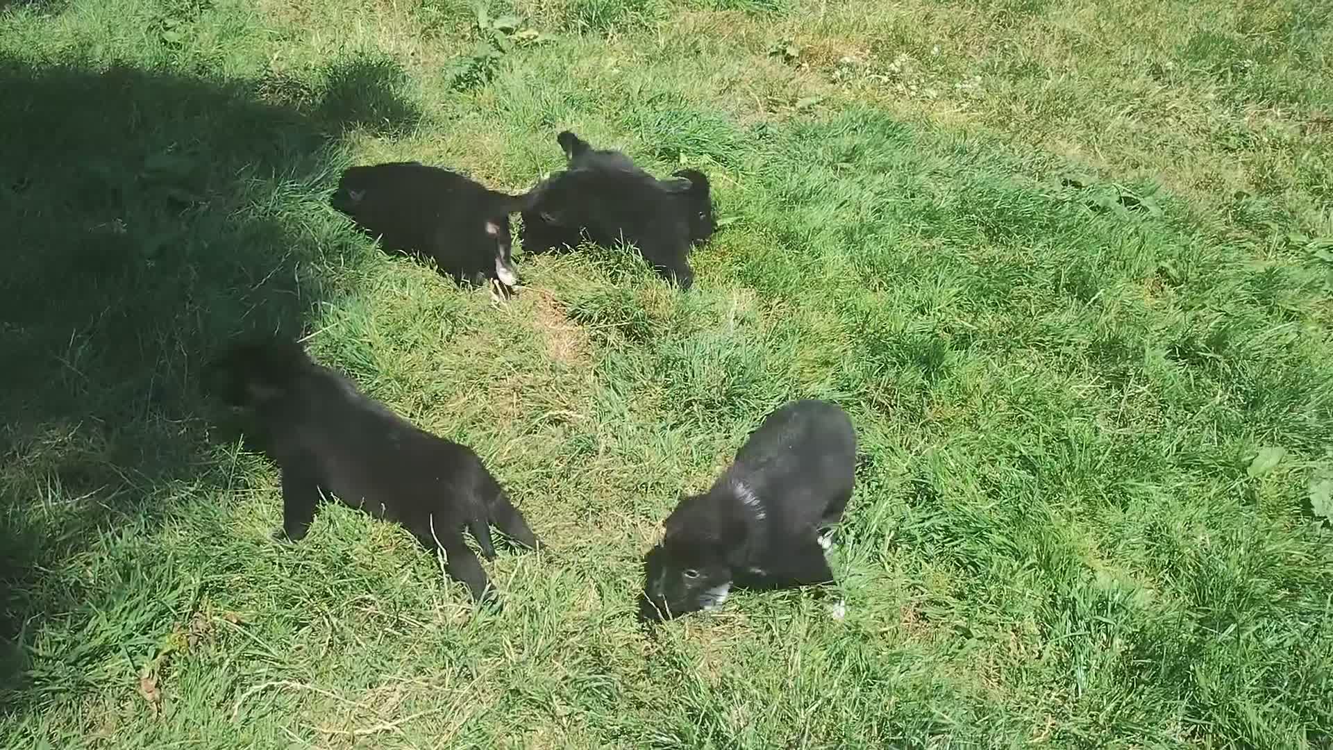 Border Collie dogs for sale: Traditional Border Collie Puppies in Shrewsbury - Video 2