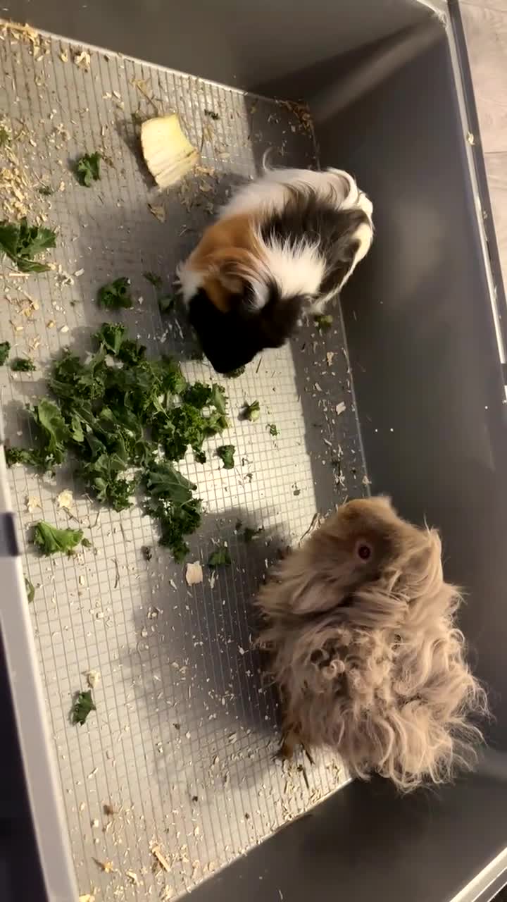 Guinea Pig rodents for sale: Male guinea pig for sale GREY ONE - Video 1