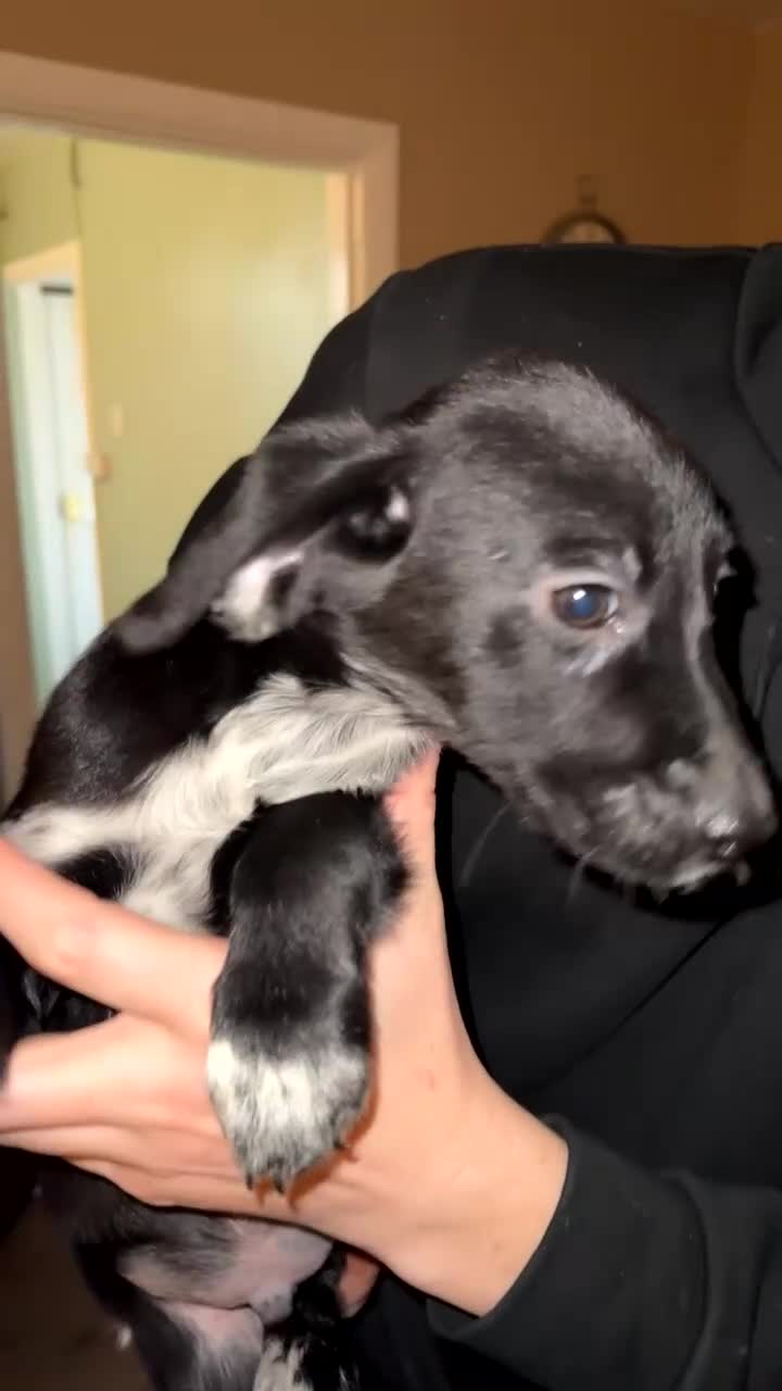 Mixed Breed dogs for sale: 4 Sprollies LEFT 🩶 - Video 1