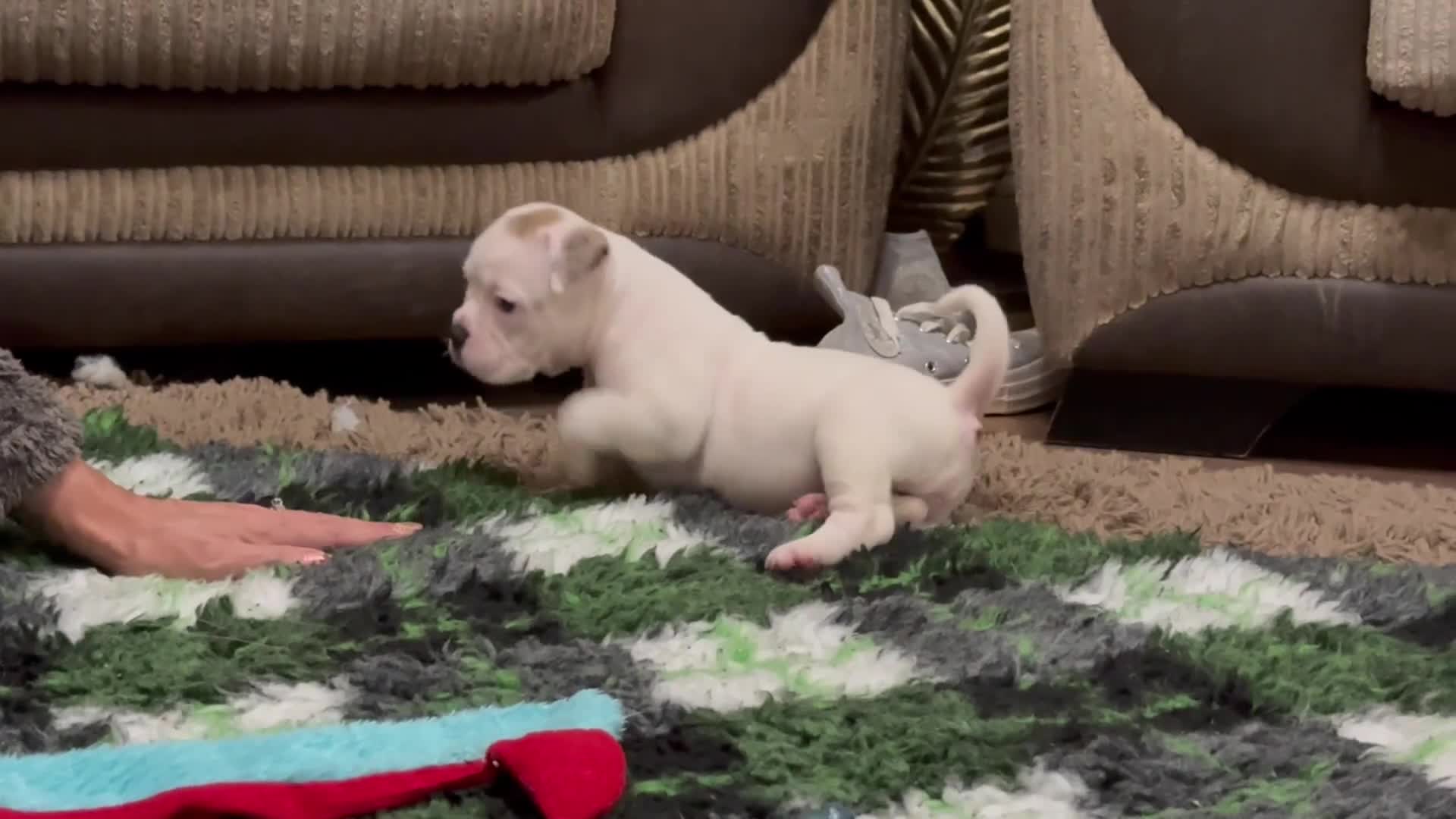 Olde English Bulldogge dogs for sale: (Reduced) Olde English Bulldogges puppies  - Video 1