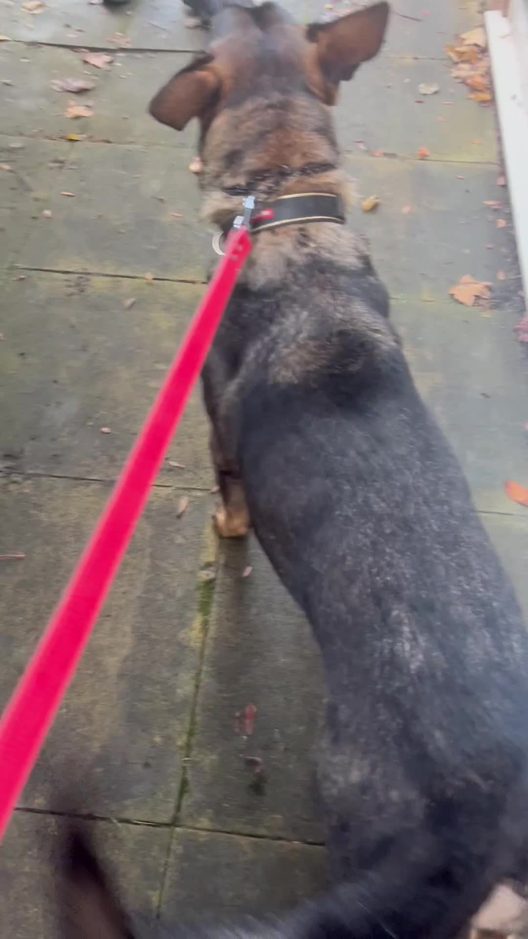 German Shepherd dogs for sale: 7 stunning kc reg working German shepherd pups - Video 4