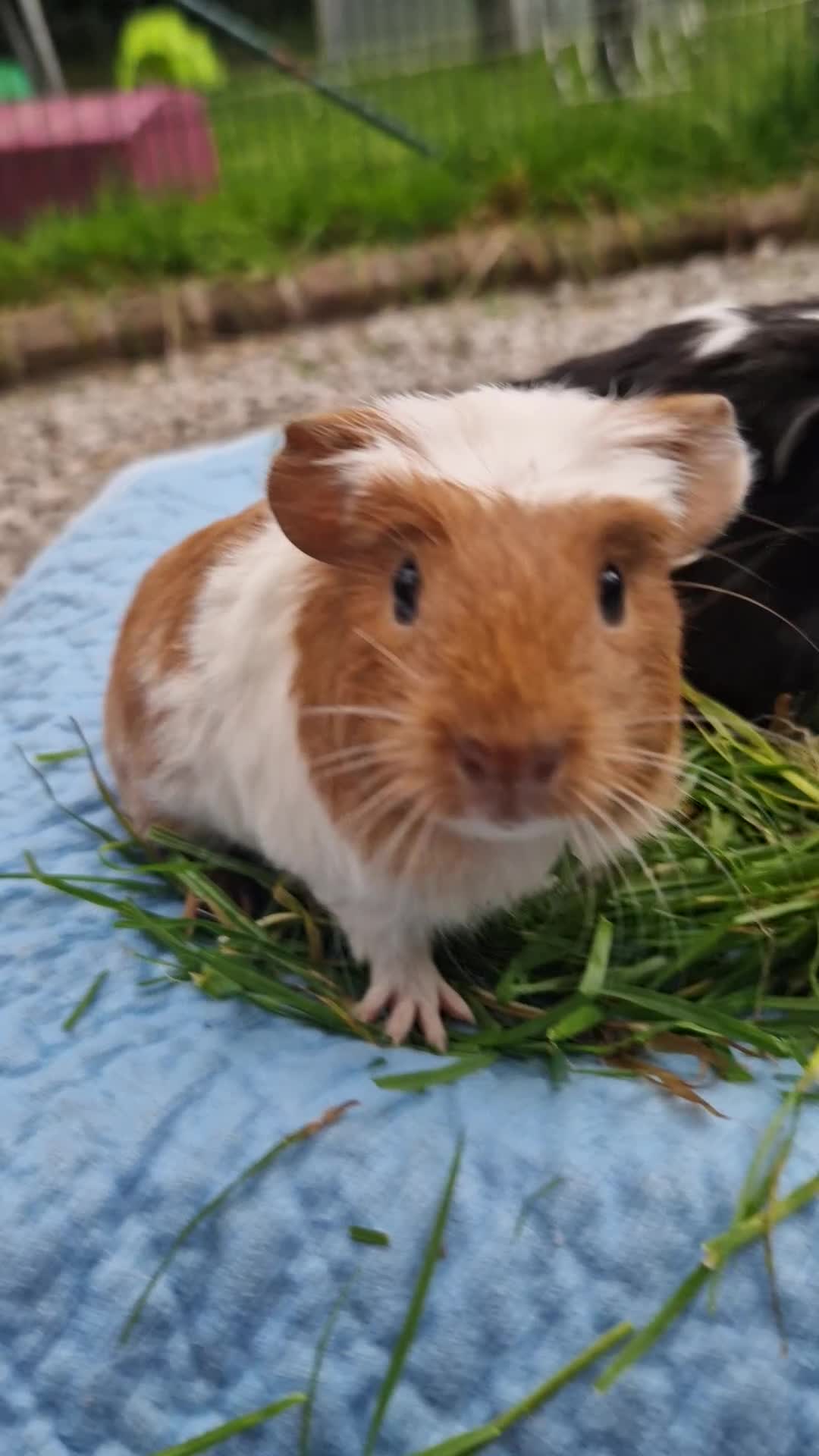 Guinea Pig rodents for sale: 2 beautiful babies arrive reserve Now  in Darwen - Video 3