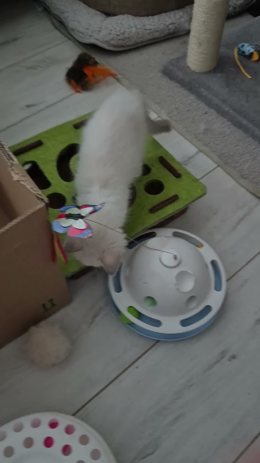 Ragdoll cats for sale: Gorgeous Ragdoll  - Video 1