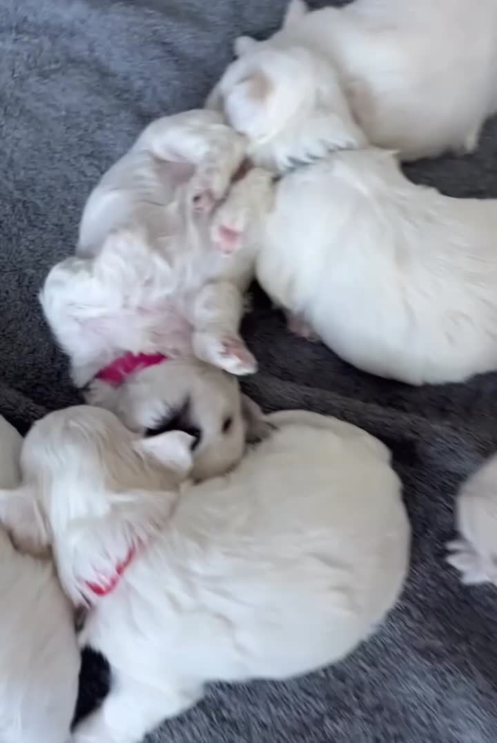 Maltese dogs for sale: 🤍 Beautiful Maltese Puppies – Ready to Reserve 🤍 - Video 4