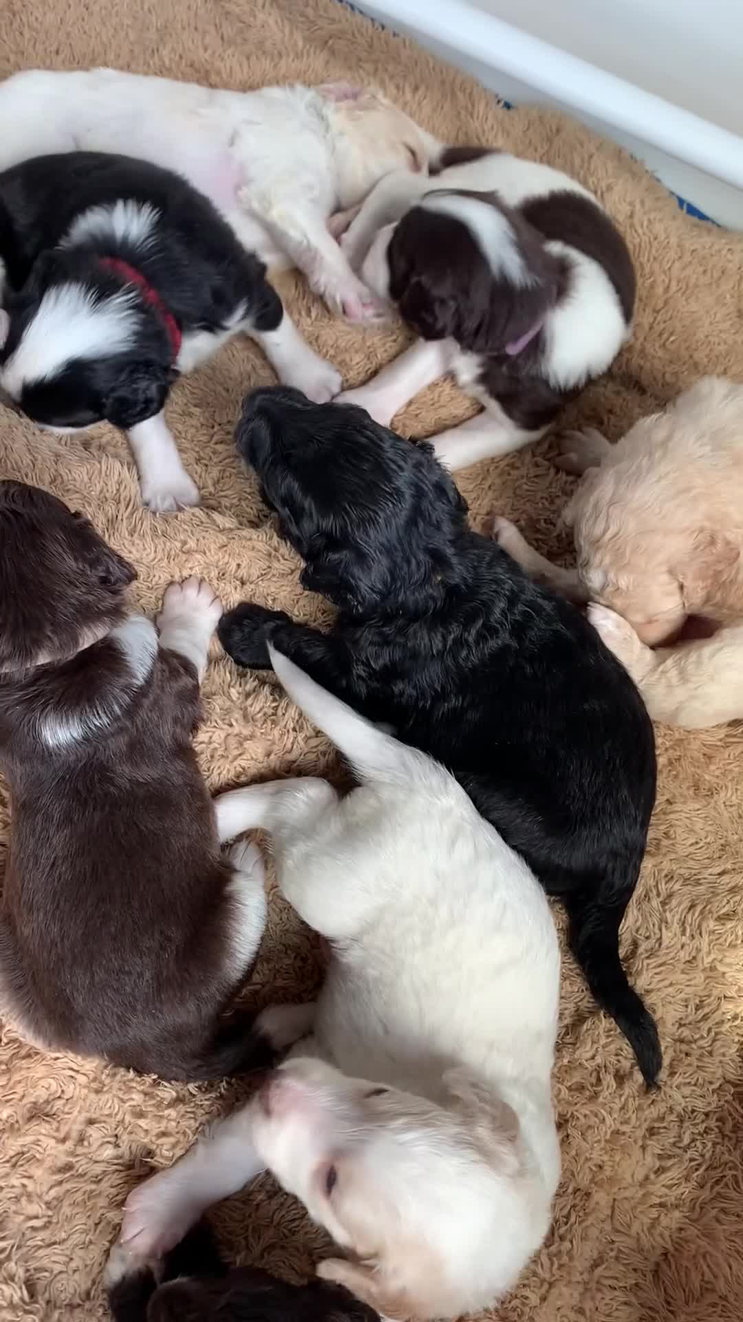 Bernedoodle dogs for sale: Midi Medium Bernedoodle Puppies  - Video 1