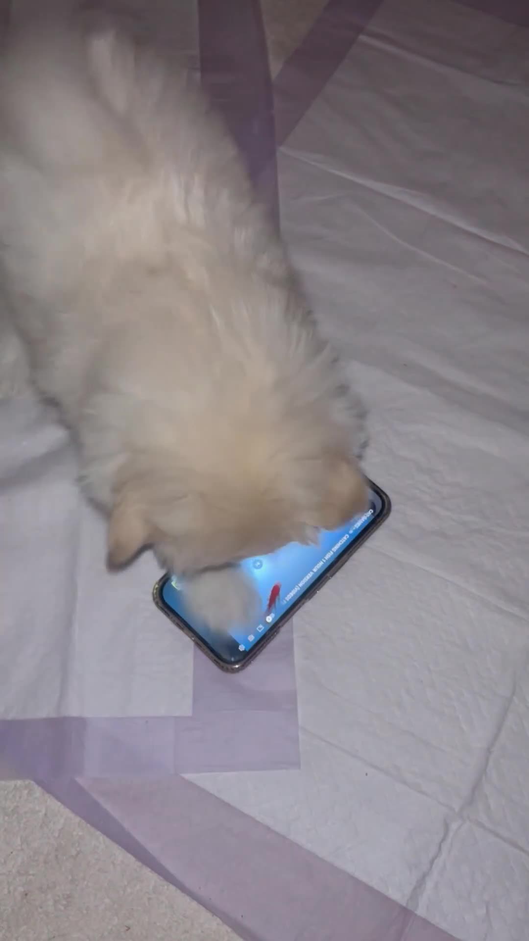 Pomapoo dogs for sale: Pomapoo Puppy - Video 1